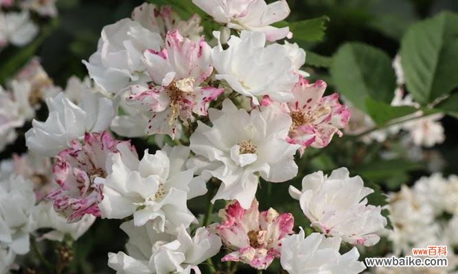 探索白蔷薇的浪漫与神秘 白蔷薇花语的含义与传承