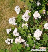 探寻白蔷薇的花语与象征意义 白蔷薇之美