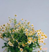 白色雏菊，花开如雪，寄托着纯洁与希望的情感 白色雏菊的花语——纯洁与希望的象征