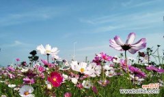 寓意深远的白色波斯菊，传递着无尽的祝福与希望 白色波斯菊的花语