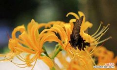 探索白色彼岸花的神秘花语之道 白色彼岸花花语