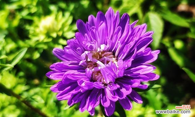 用白色翠菊传递的纯净与希望 白色翠菊的花语与美丽人生