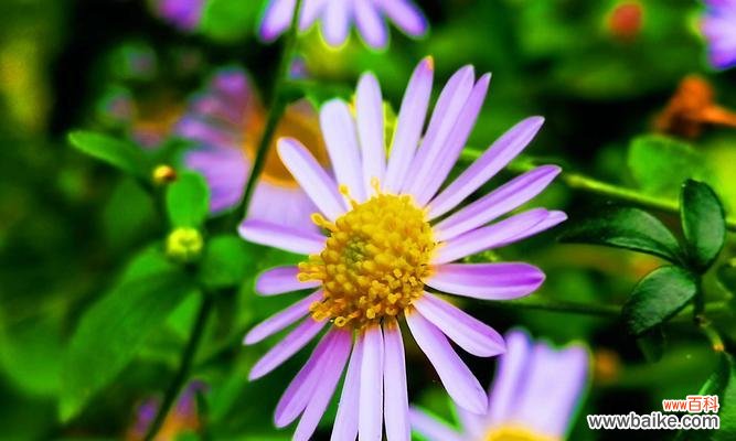 用白色翠菊传递的纯净与希望 白色翠菊的花语与美丽人生