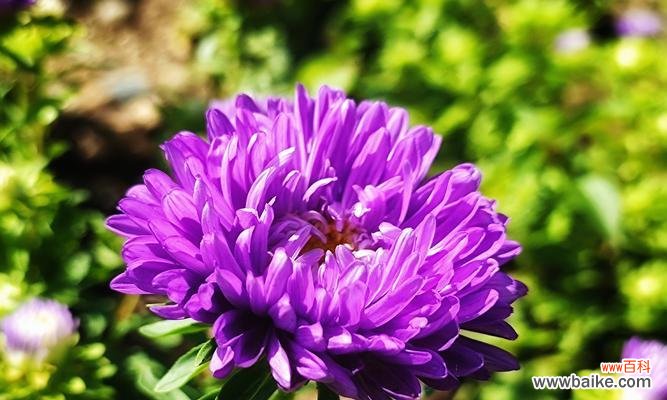 用白色翠菊传递的纯净与希望 白色翠菊的花语与美丽人生