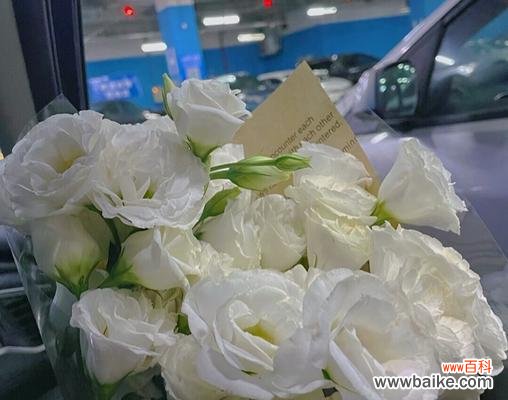 清新自然的花语|白色桔梗花 白色桔梗花的美丽与寓意