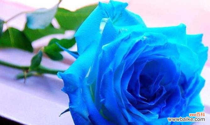 探寻蓝玫瑰的神秘与意义 蓝玫瑰的隐喻之美