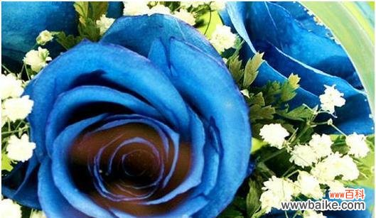 追寻独特之美 以蓝玫瑰代表的意义与象征