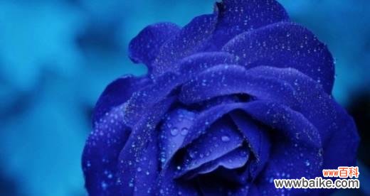 探究蓝玫瑰的神秘魅力 蓝玫瑰的意义与象征