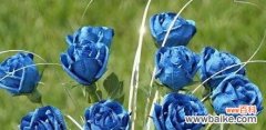 蓝玫瑰的浪漫之美与寓意 以蓝玫瑰为寓意的花语——如诗般的希望