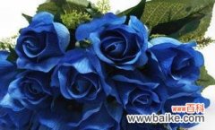 探索蓝玫瑰的象征意义及独特之处 蓝玫瑰的花语