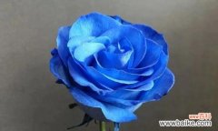 深蓝色的花朵散发着不凡的魅力 蓝玫瑰的寓意与象征——追求不可能的梦想