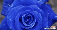 探寻蓝玫瑰的花语及神秘传说 以蓝玫瑰为主题的花语与传说