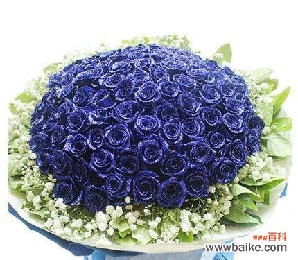 探索蓝玫瑰花的象征意义及历史渊源 蓝玫瑰花的神秘魅力