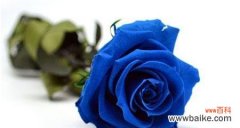 用一朵蓝玫瑰 解读蓝玫瑰的花语