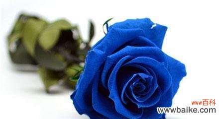 用一朵蓝玫瑰 解读蓝玫瑰的花语