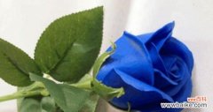 揭秘蓝玫瑰的象征意义和情感表达 蓝玫瑰花语之奇特含义