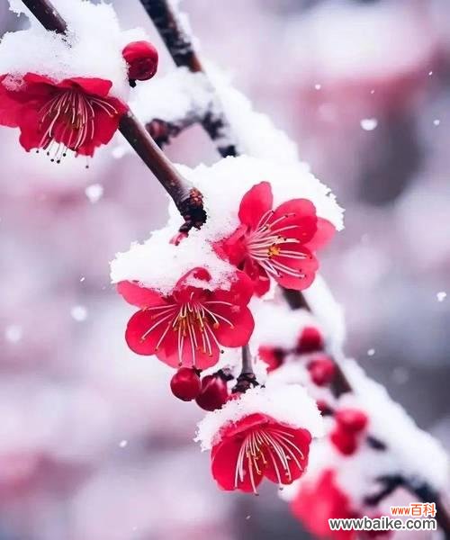 红梅的五个花语分别是什么?它们各自有什么特别含义?