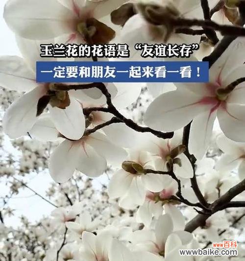 友谊花语通常用什么花表达?哪种花象征着友谊?