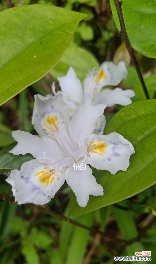 友谊花语通常用什么花表达?哪种花象征着友谊?