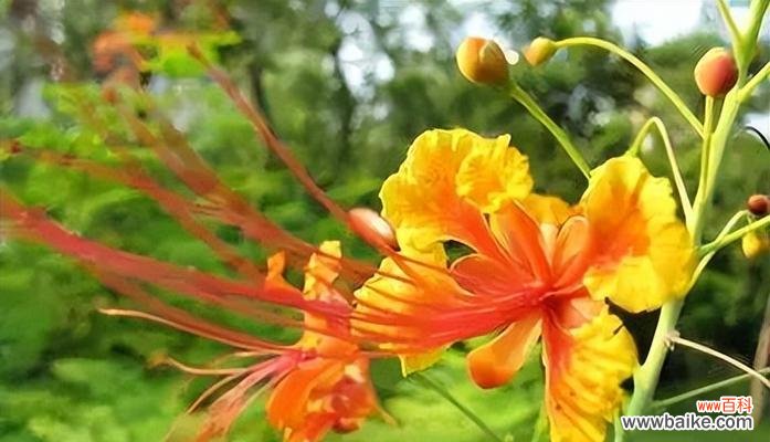 友谊花语通常用什么花表达?哪种花象征着友谊?