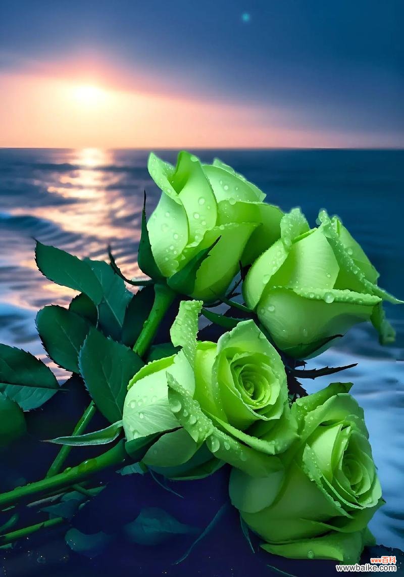 红颜知己的玫瑰花语有何深意？