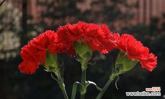 红色野麻花的花语有何含义？它象征着什么？