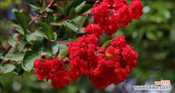 红色野麻花的花语有何含义？它象征着什么？