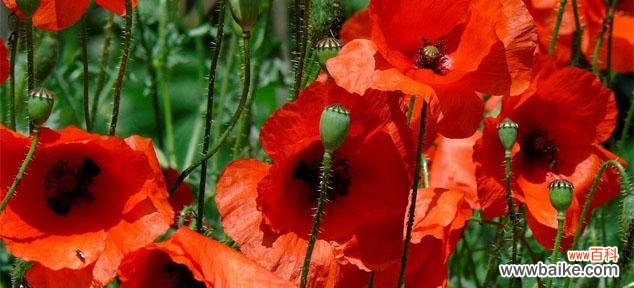 红色野麻花的花语有何含义？它象征着什么？