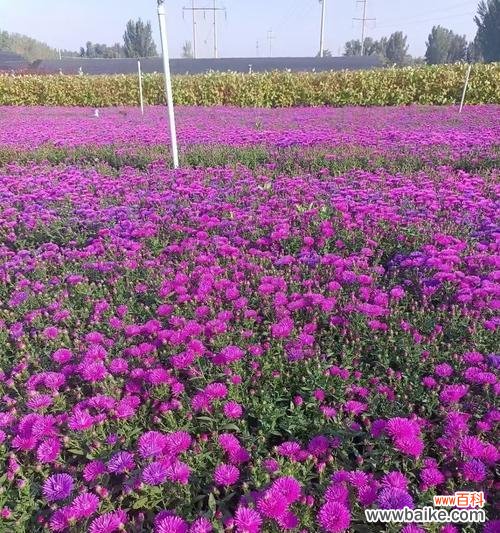 翠菊花语因颜色而异吗？各颜色代表什么？