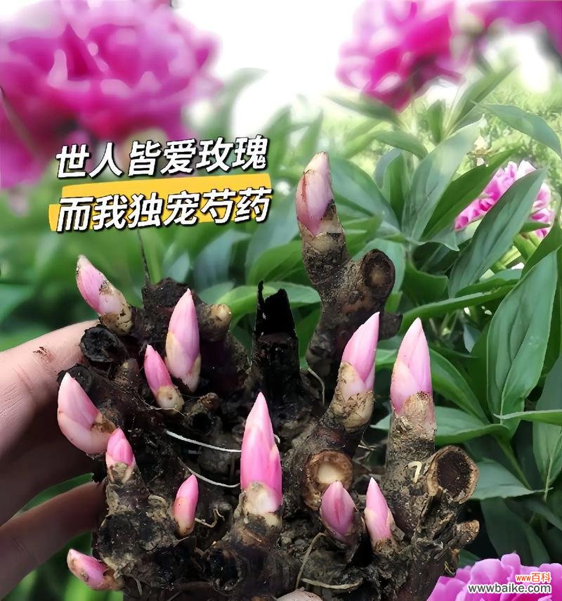 芍药花有花语吗？它代表了什么？