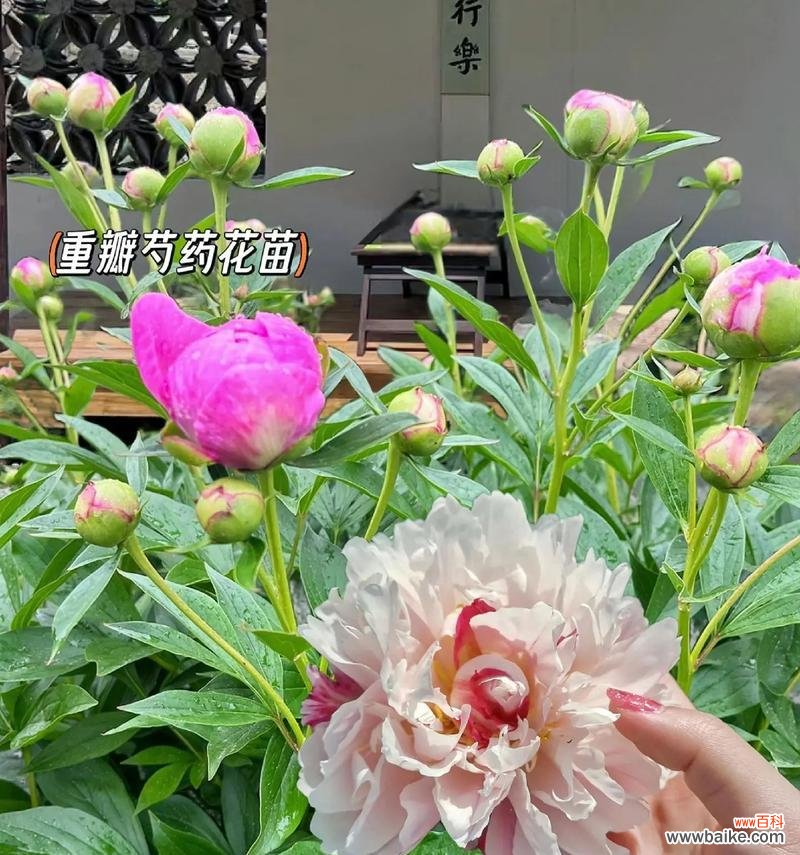芍药花有花语吗？它代表了什么？