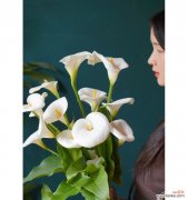 马蹄莲花语的意义与传承 白色马蹄莲花语