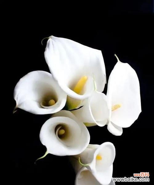 解读白色马蹄莲的花语与象征意义 白色马蹄莲