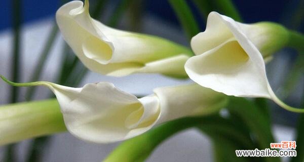 解读白色马蹄莲的花语与象征意义 白色马蹄莲