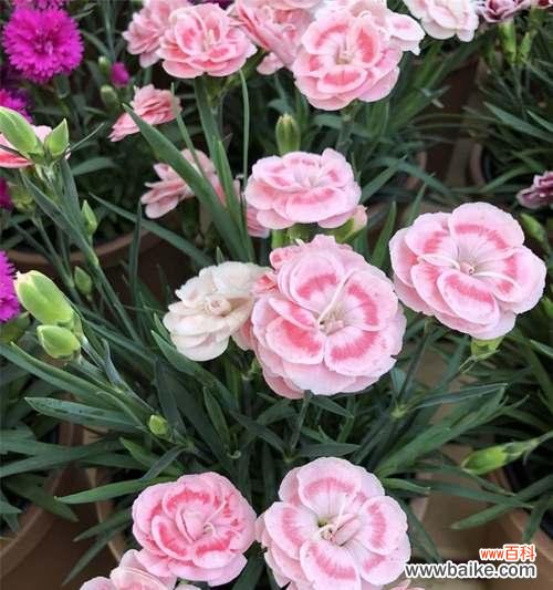 白色康乃馨的花语与寓意 白色康乃馨