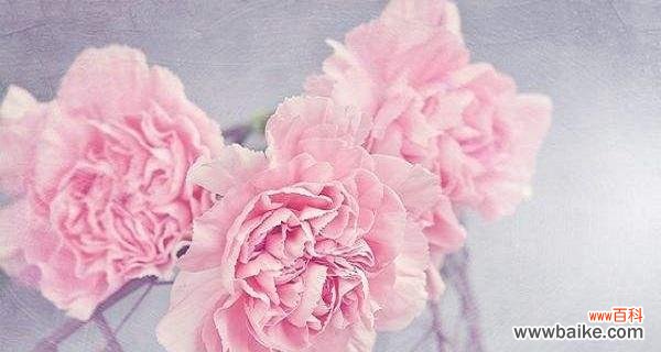 白色康乃馨的花语与寓意 白色康乃馨