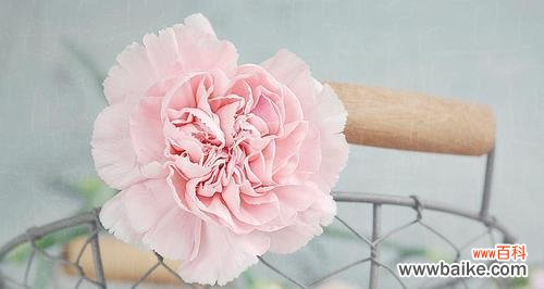 白色康乃馨的花语与寓意 白色康乃馨