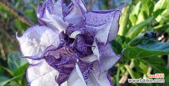 白色曼陀罗花的美丽与神秘 曼陀罗花语的意义与传承