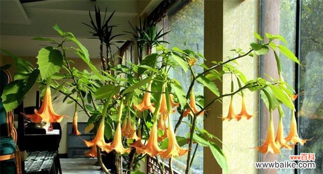 白色曼陀罗花的美丽与神秘 曼陀罗花语的意义与传承