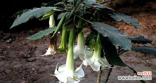 探索白色曼陀罗的美与意义，解读其深层花语 白色曼陀罗的花语——纯洁与神秘的象征