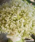 传递纯洁和祝福的花朵 白色满天星的花语