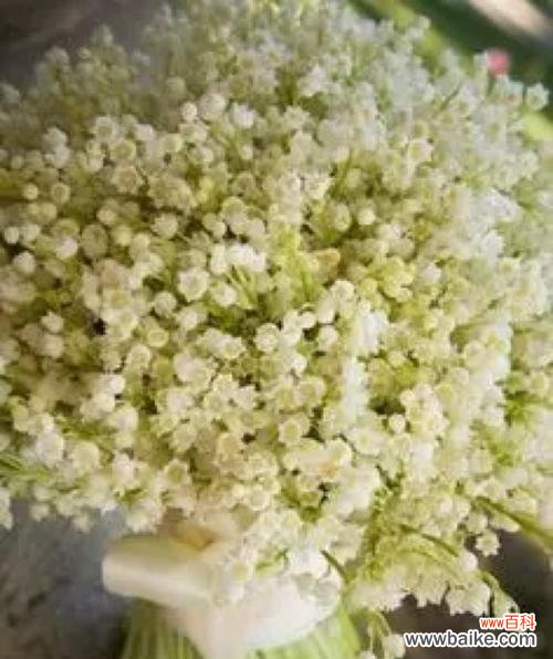 传递纯洁和祝福的花朵 白色满天星的花语