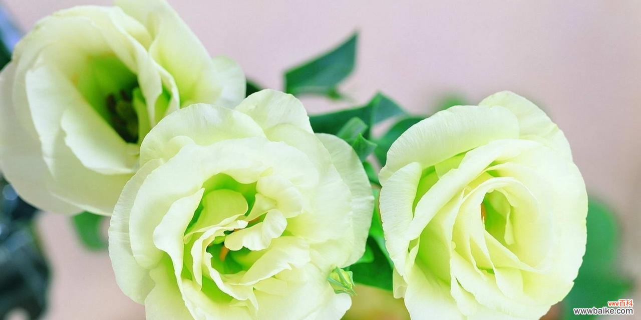 探寻白色玫瑰花的象征意义和深层内涵 白色玫瑰花