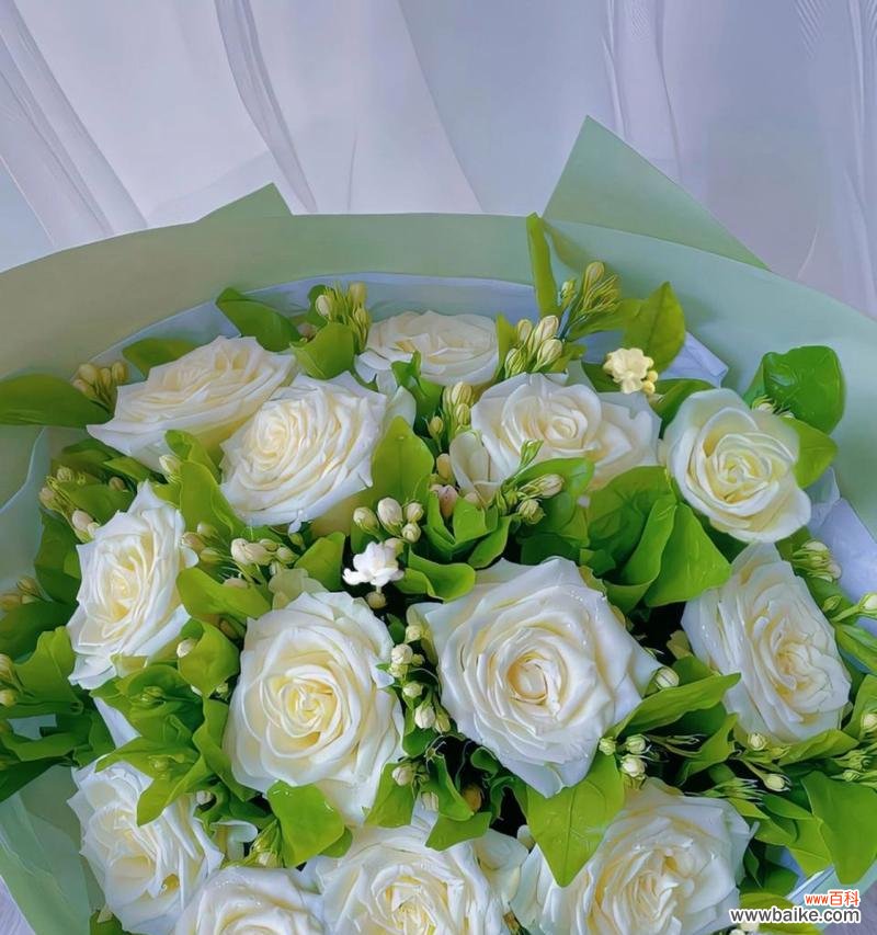 探索白色玫瑰背后的意义与象征 白色玫瑰花语的美丽和神秘