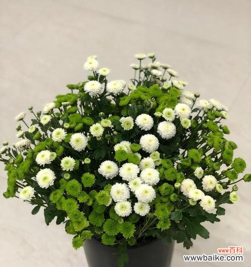 传递纯洁与希望的美丽花朵 白色小雏菊的花语