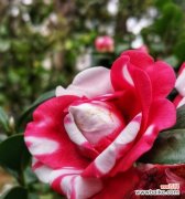 探寻白色山茶花的情感之旅 白色山茶花的花语与寓意