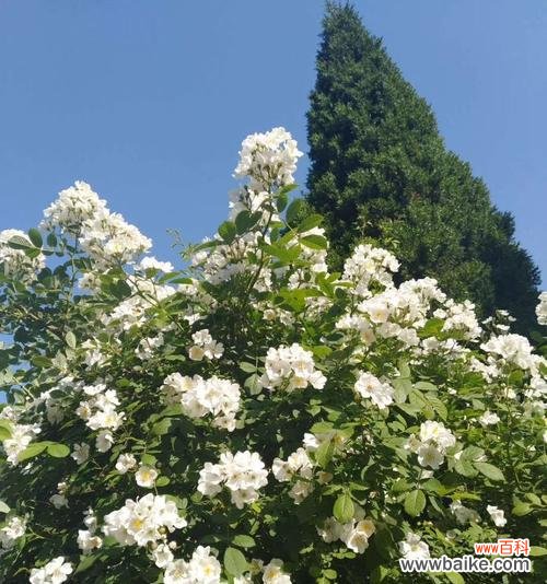 用白色蔷薇传达真挚的情感 白色蔷薇花语