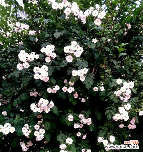 用白色蔷薇传达真挚的情感 白色蔷薇花语