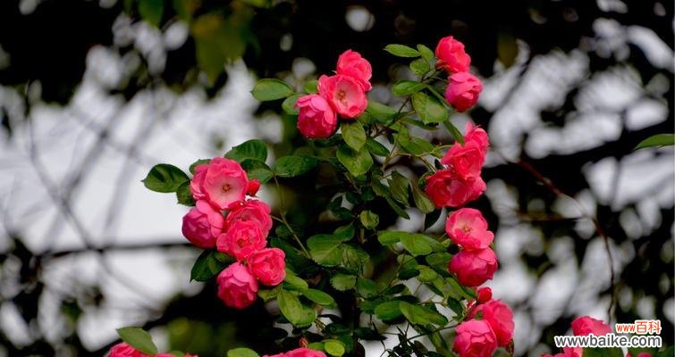 用白色蔷薇传达真挚的情感 白色蔷薇花语