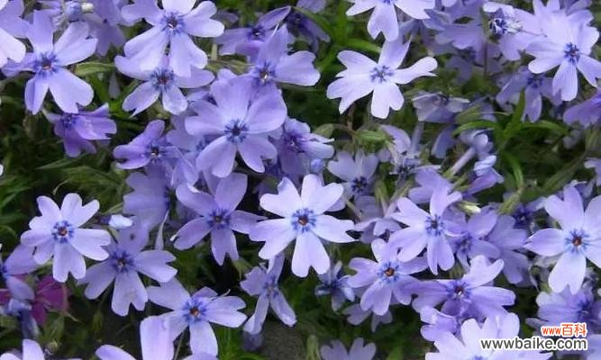 探索蓝色雏菊的意义和象征 蓝色雏菊的花语和寓意
